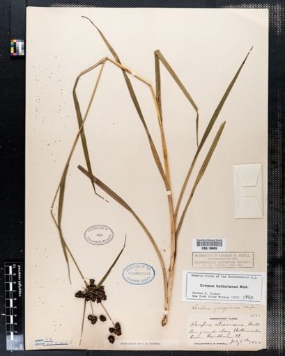 Scirpus hattorianus