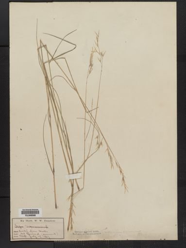 Danthonia spicata