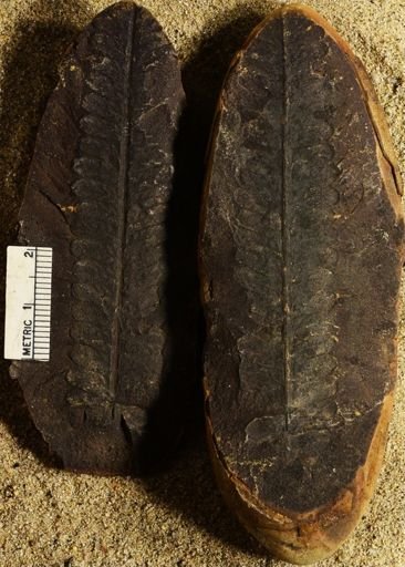 Pecopteris unitus
