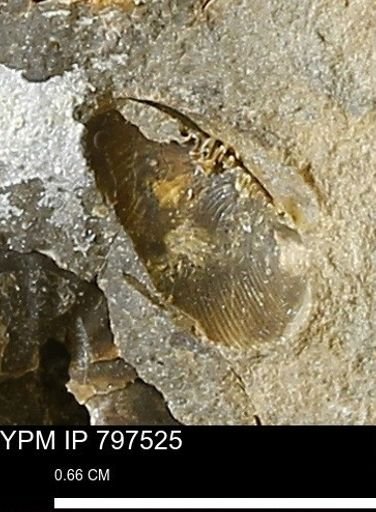 Nuculanidae?