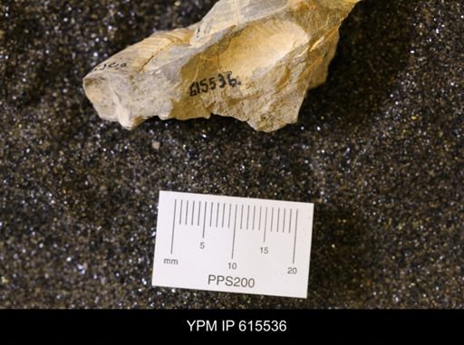 Inoceramus sp.