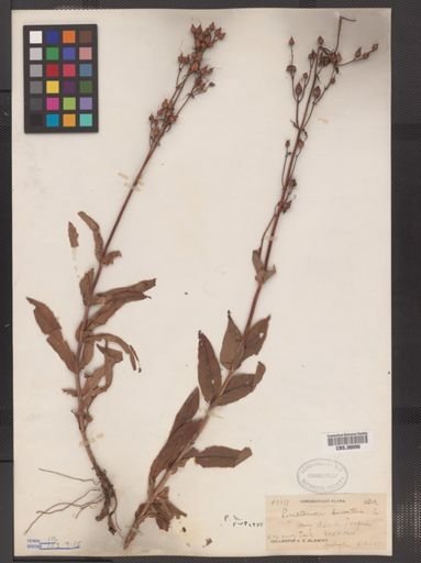 Penstemon hirsutus