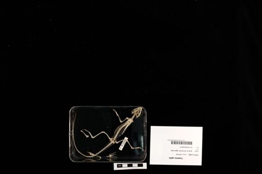Trapelus agilis