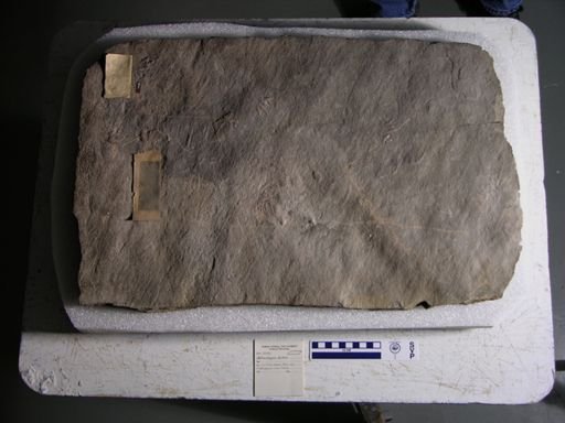 Batrachopus bellus