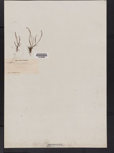 Polypodium