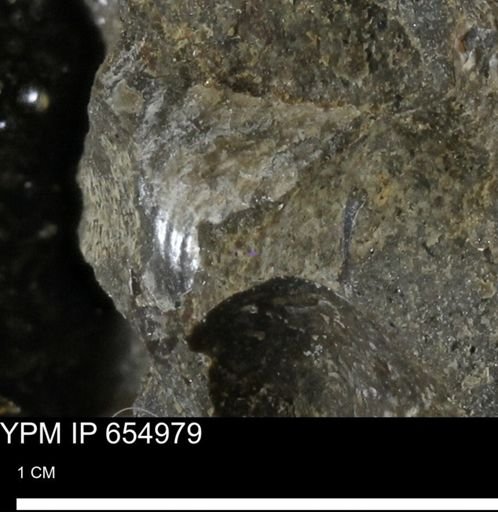 Mollusca