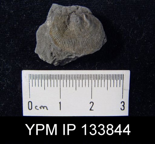 Schuchertella perversus