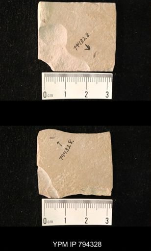 undet. Hexapoda