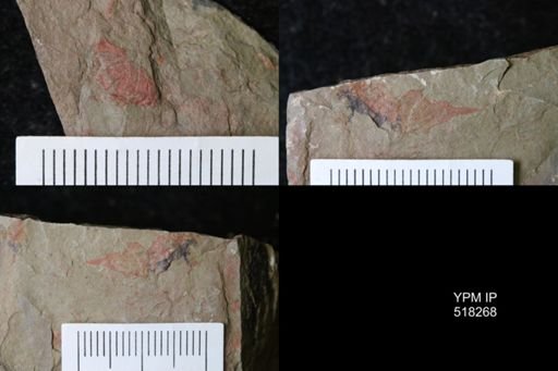 Thelxiope sp.