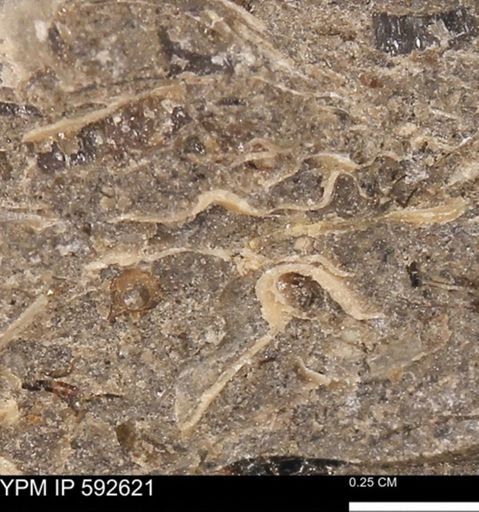 undet. Mollusca