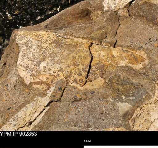 Baculites sp.
