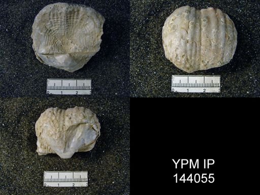 Productus (Dictyoclostus) vishnu