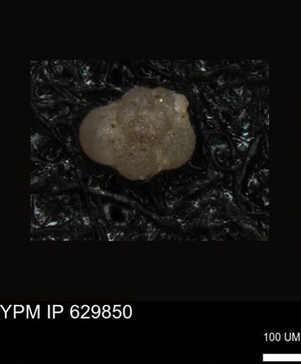 undet. Foraminiferida