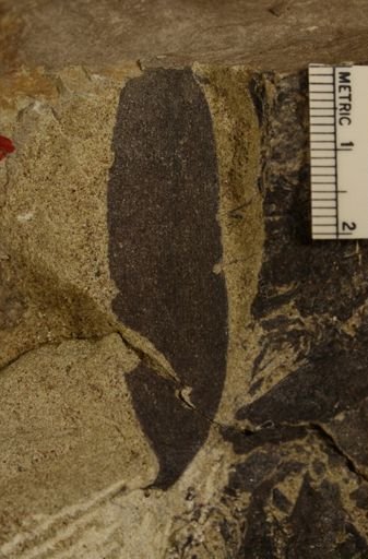 Podozamites varifolia