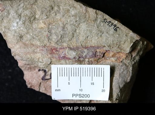 Sphenothallus sp.