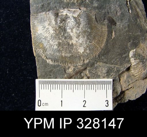 Schuchertella sp.