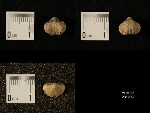 Wellerella osagensis