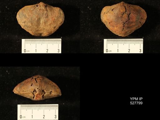 Athyris cf. lamellosa