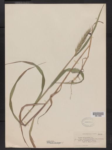 Elymus virginicus