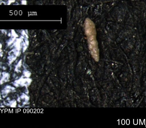 Verneuilinoides kansasensis