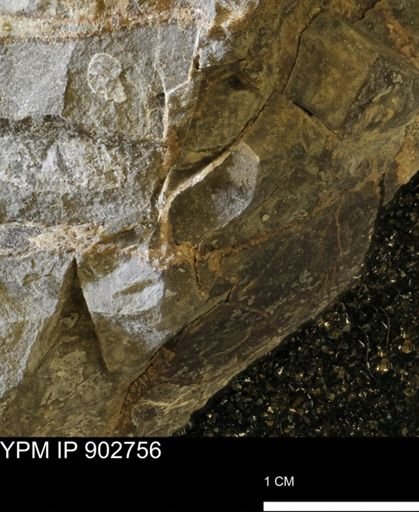 undet. Mollusca