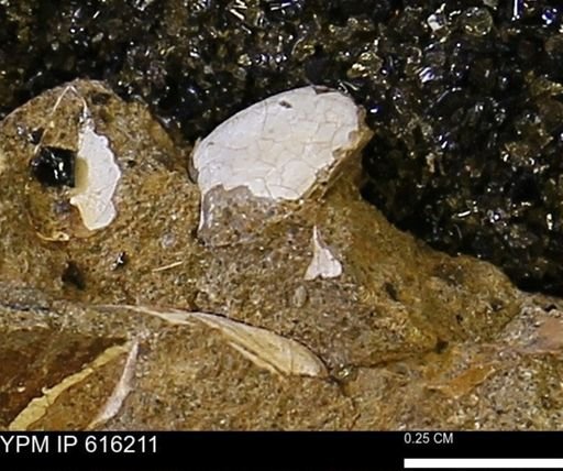 Protocardia subquadrata