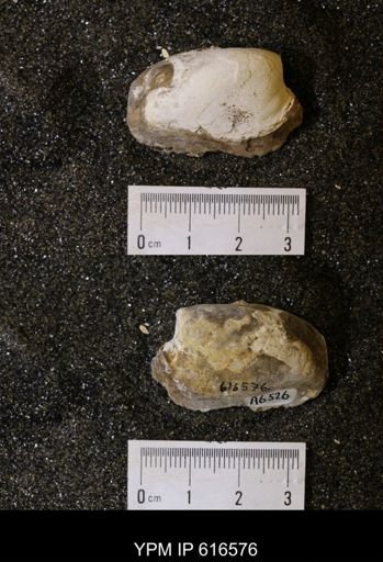 Corbicula?