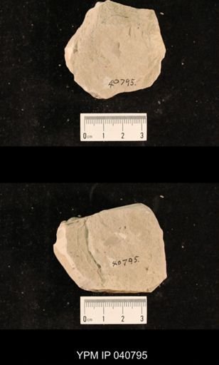 Ephemeroptera