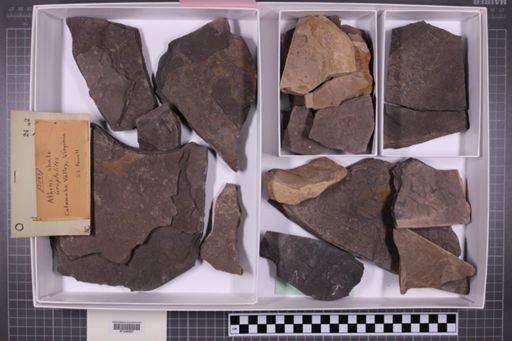 mixed taxa, stratigraphic collection