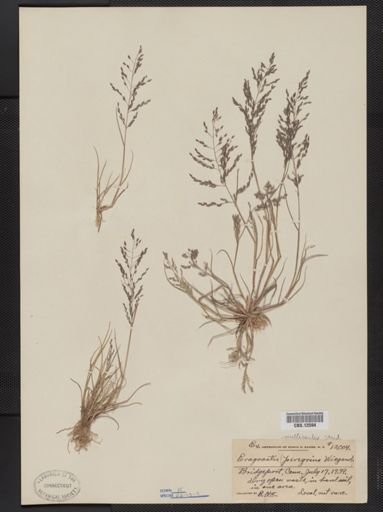 Eragrostis multicaulis