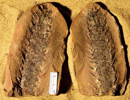 Lepidostrobus