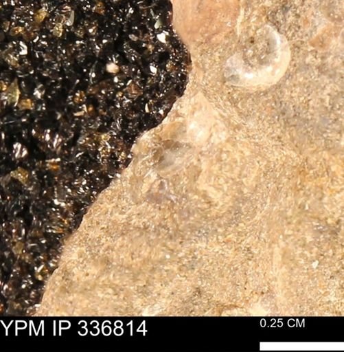 undet. Mollusca