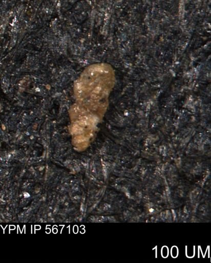 Ammobaculites tyrrelli