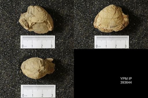 Corbicula?