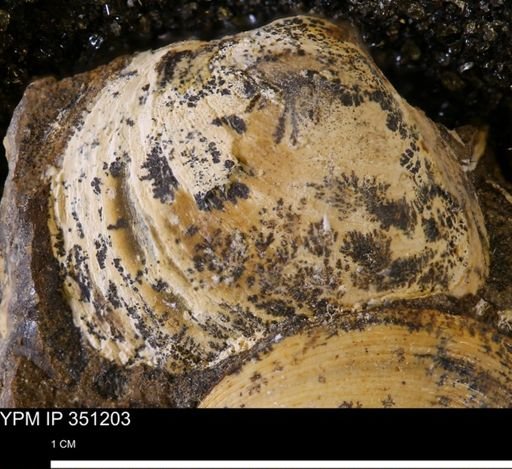 undet. Bivalvia