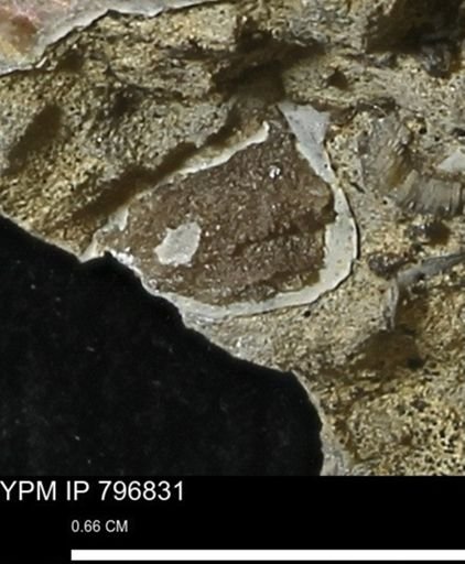 Mollusca