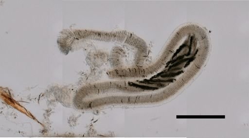 Vogtia serrata