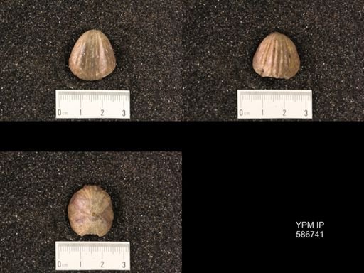 Rhynchotrema capax