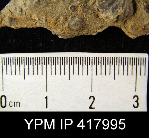 Pholidops sp.