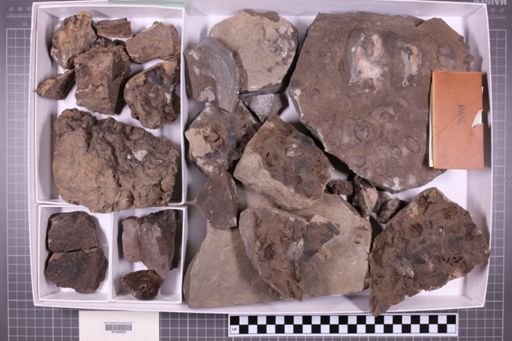 mixed taxa, stratigraphic collection