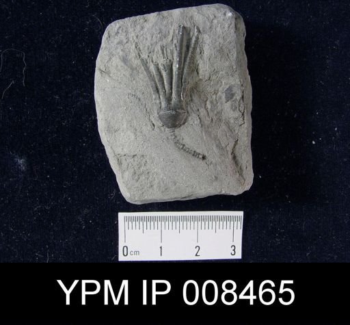 Scytalocrinus robustus