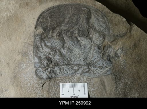 Eurypterus sp.