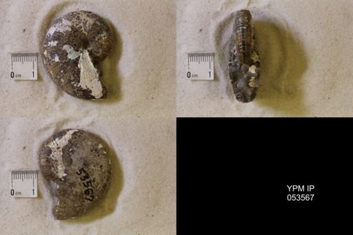 undet. Scaphitidae