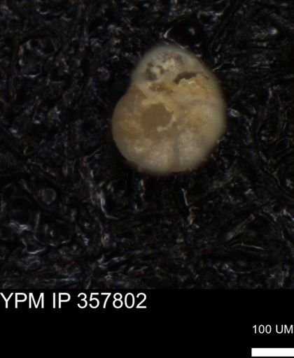 undet. Foraminiferida