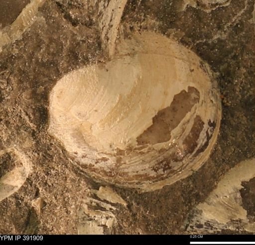 Protocardia sp.