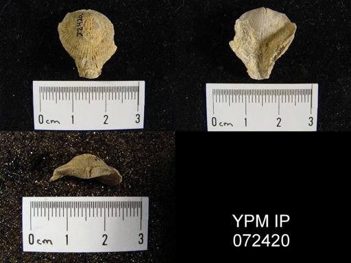 Atrypa tennesseensis
