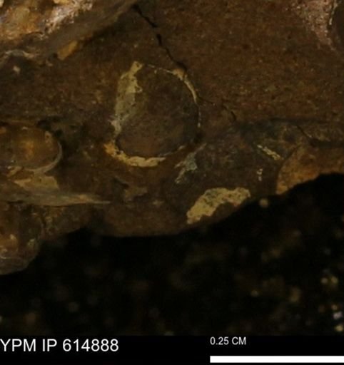 undet. Mollusca