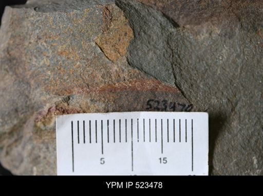 undet. Graptolithina