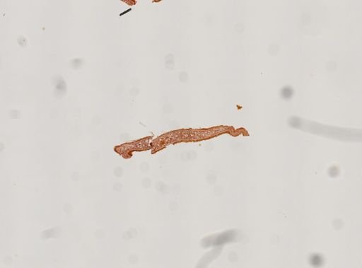 Coronadena mutabilis