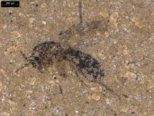 taxon undetermined